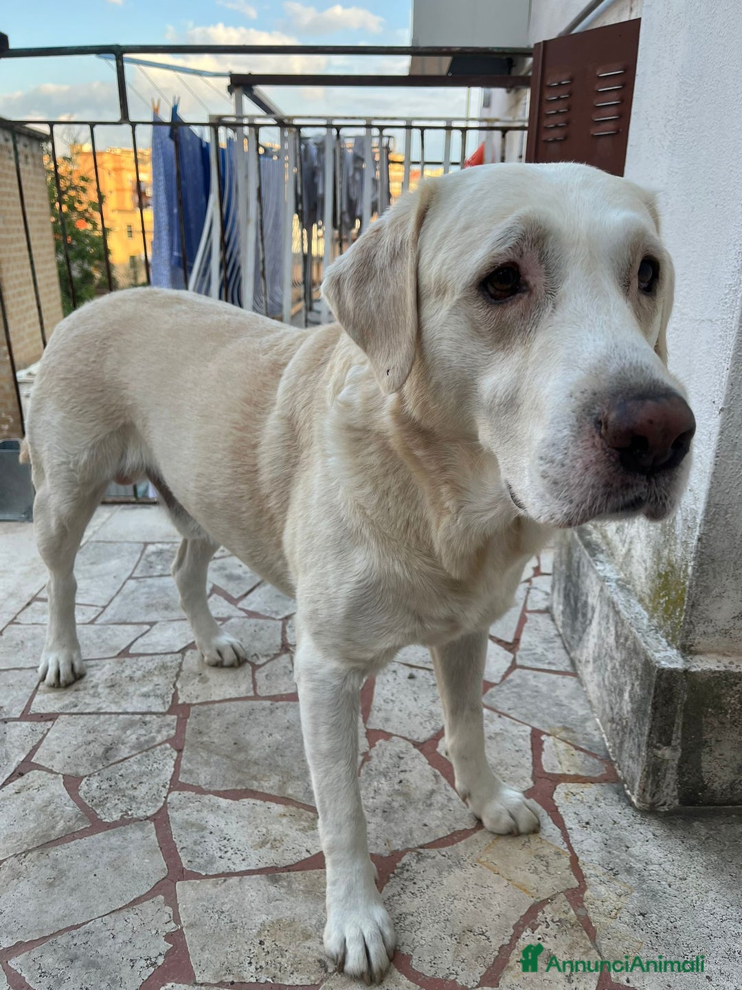 Labrador cani per accoppiamento: Labrador maschio cerca compagna per accoppiamento - Immagine 2