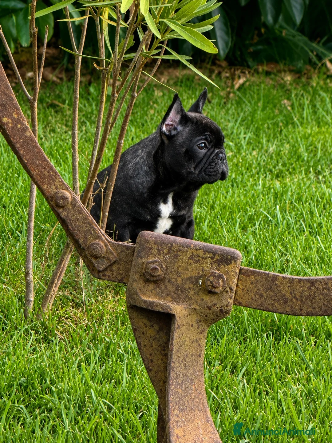 Bulldog Francese cani in vendita: Recupero spese cucciolo Buldog francese pedigree  - Annuncio 2