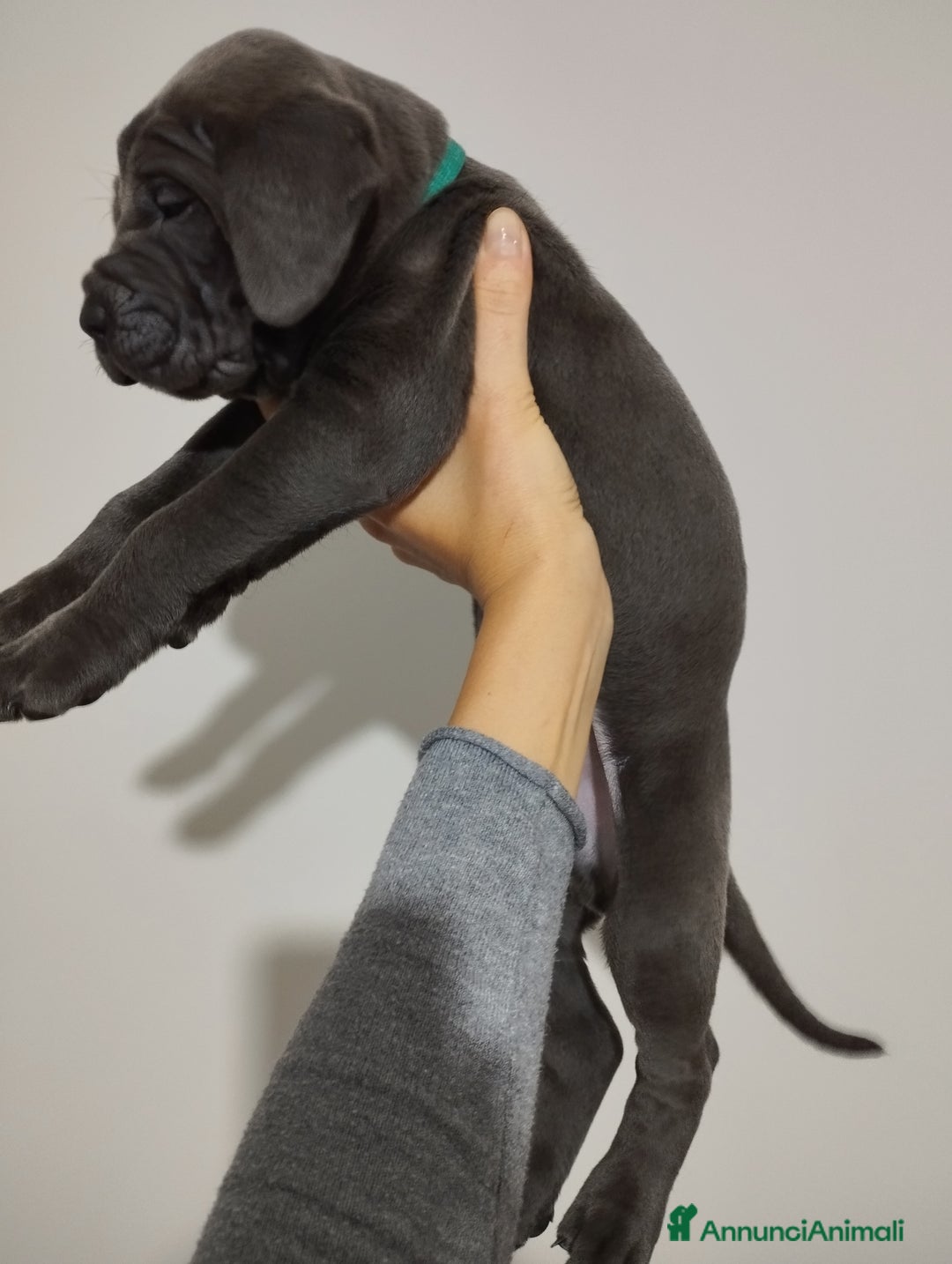 Cane Corso cani in vendita: Cuccioli Cane Corso grigi  - Annuncio 12