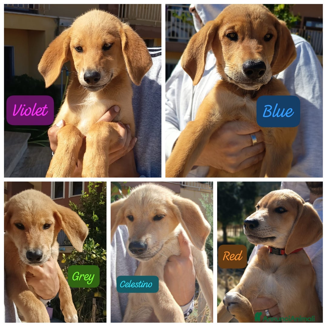 Meticcio cani in regalo: 5 cuccioli per 5 famiglie - Annuncio 1