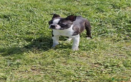Boston Terrier cani in vendita: Cuccioloni boston terrier  a Province of Pavia - Immagine 3