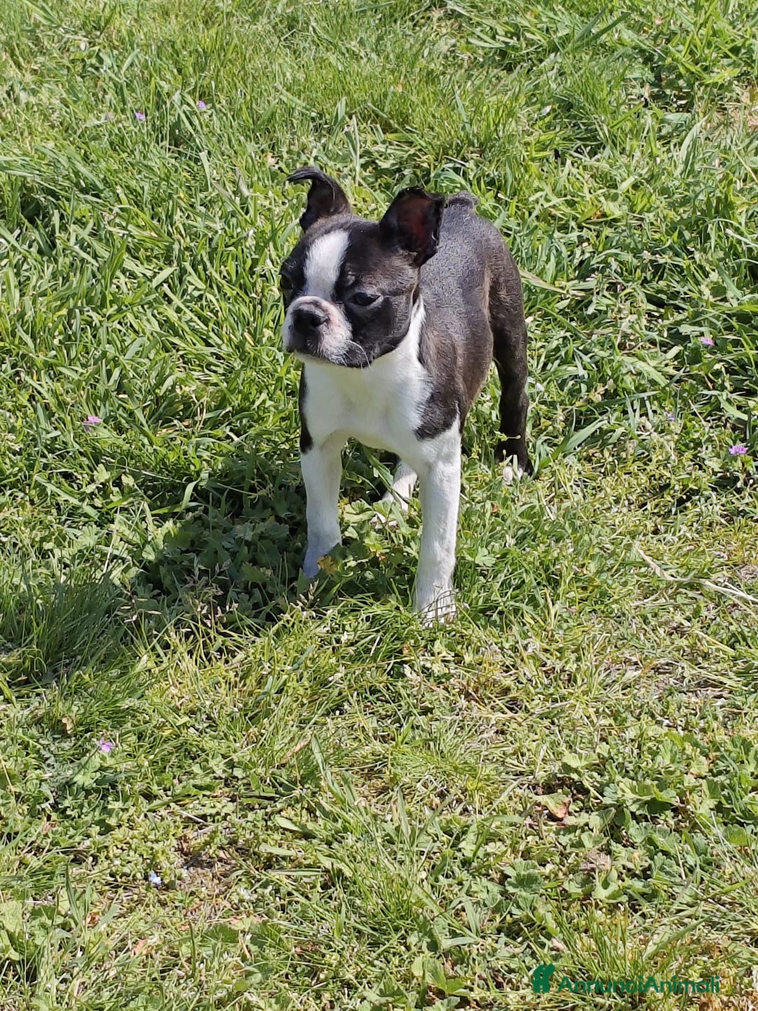 Boston Terrier cani in vendita: Cuccioloni boston terrier  a Province of Pavia - Immagine 3