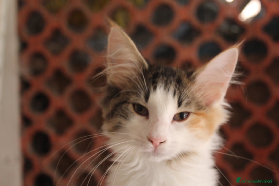 Norvegese gatti in vendita: Cuccioli Norvegesi delle Foreste - Annuncio 8