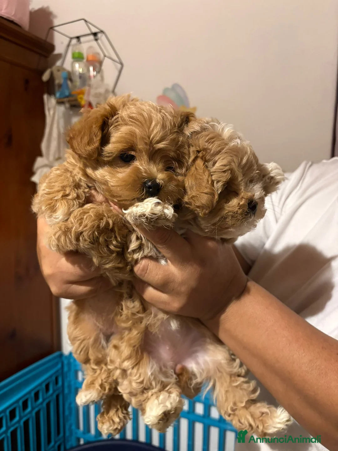 Immagine della galleria {{count}}