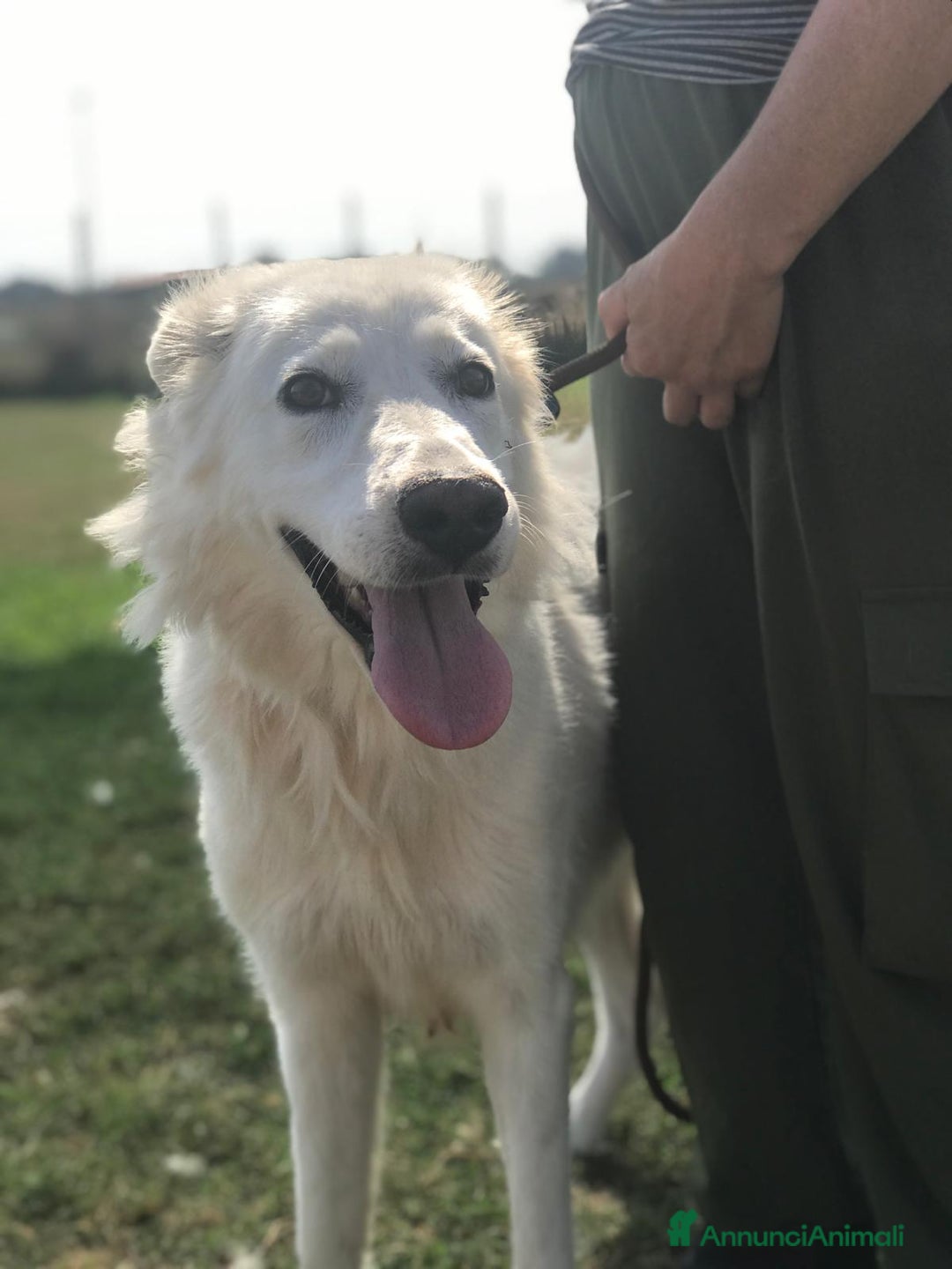 Pastore Maremmano cani in regalo: Criseide mix maremmana/labrador dagli occhi dolci a Provincia di Latina - Annuncio 2