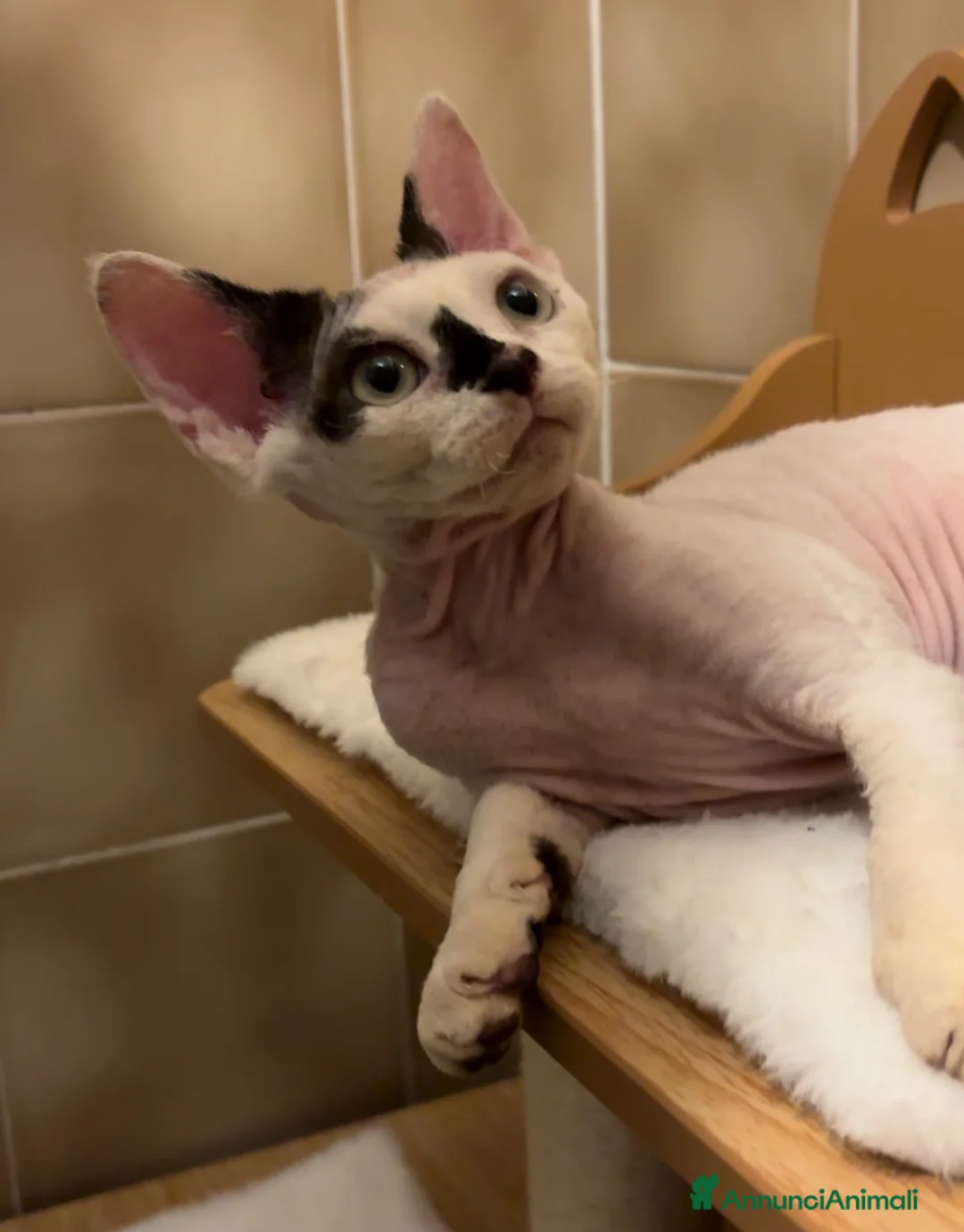 Devon Rex gatti in vendita: Cucciolo Devon rex  - Annuncio 3