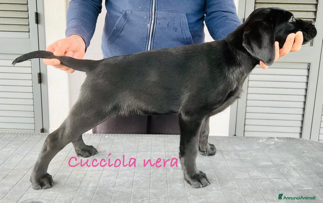 Labrador cani in vendita: Ultimi splendidi cuccioli di Labrador retriever - Annuncio 5