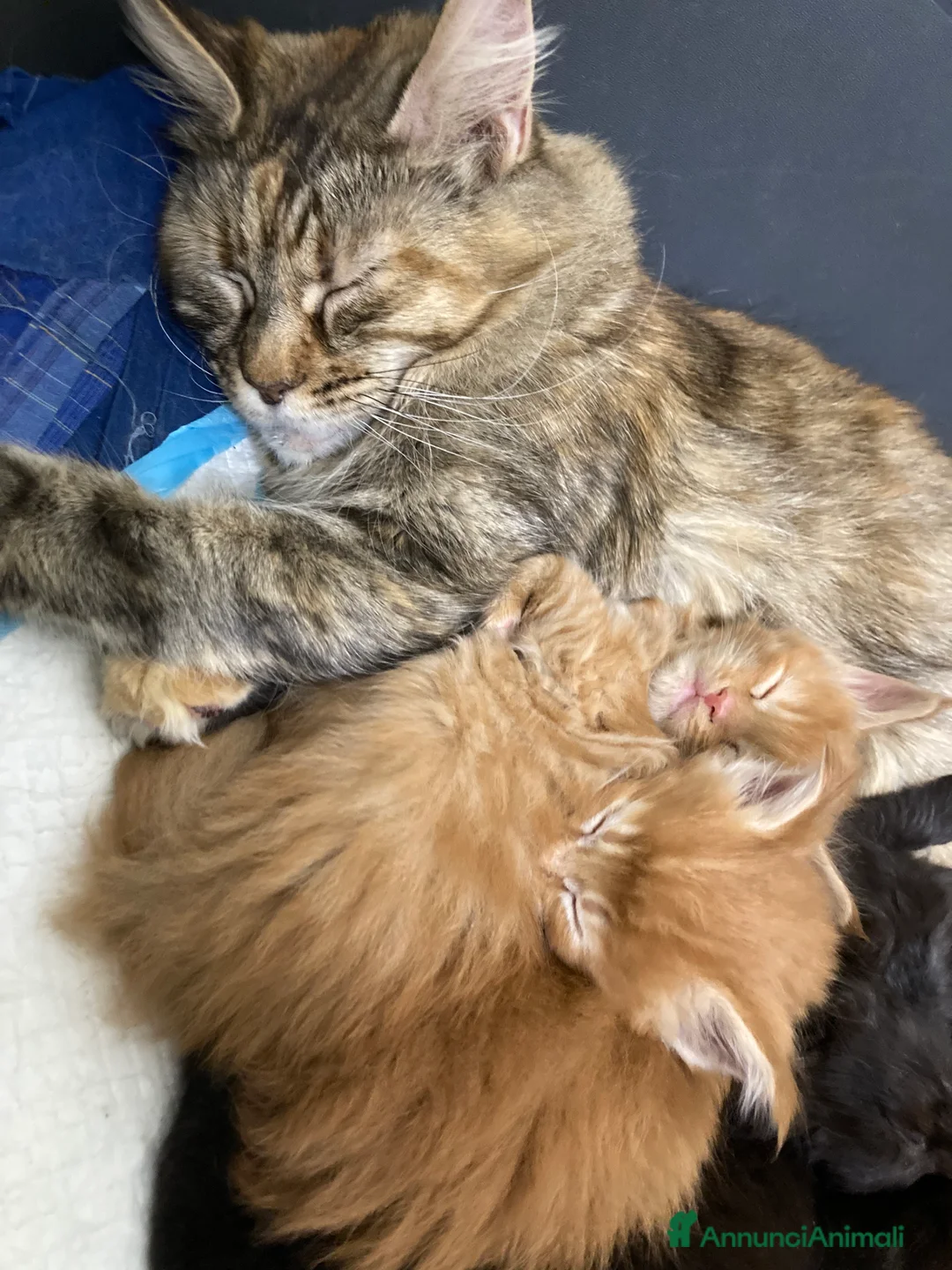 Maine Coon gatti in vendita: Cuccioli di Maine Coon disponibili - Annuncio 12