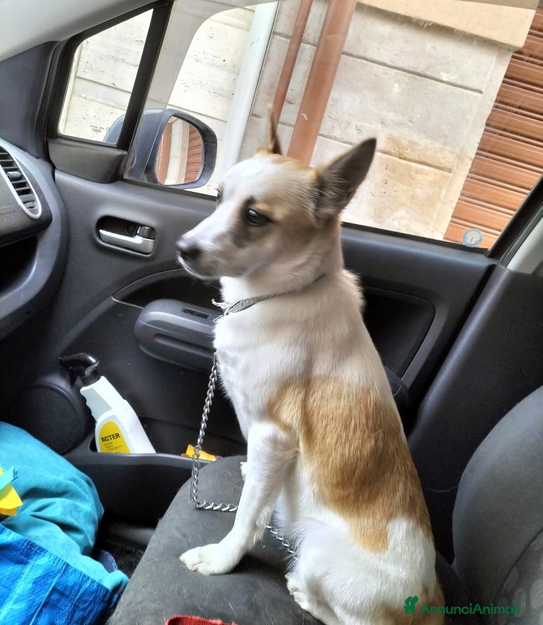 Meticcio cani in regalo: Nuvola dolcissima cagnolina taglia piccola  - Annuncio 2