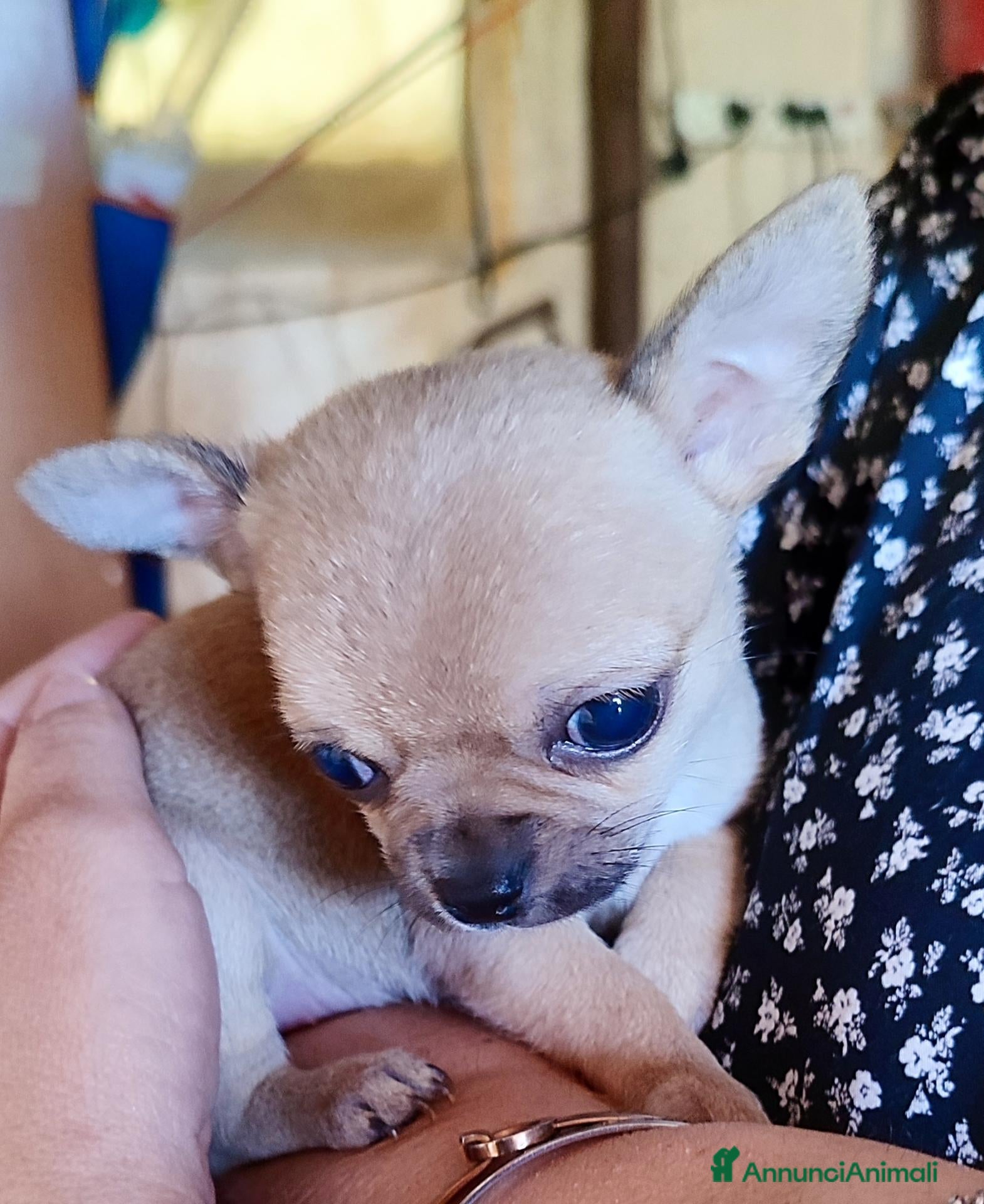 Chihuahua cani in vendita: Chihuahua Toy - Annuncio 2