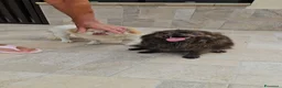 Meticcio cani in regalo: Alessia: taglia piccola, socievole, equilibrata - Annuncio 10