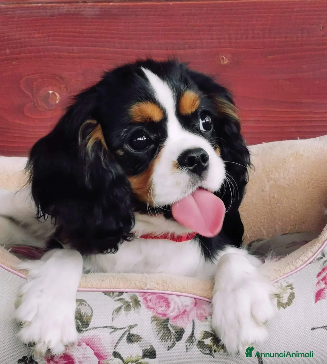 Immagine della galleria {{count}}