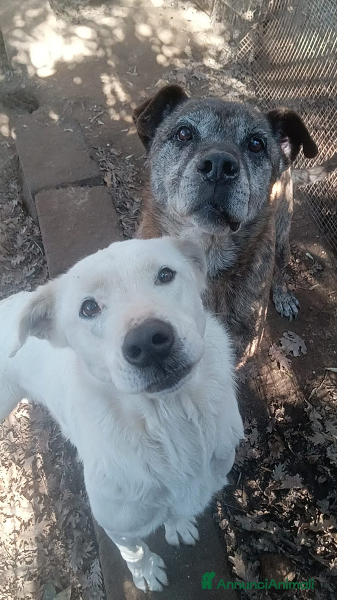 Meticcio cani in regalo: Heide dolcissima labradorina in adozione a Provincia di Latina - Annuncio 4