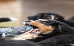 Bovaro del Bernese cani in vendita: Bernerdok's Aunts Cuccioli Y a Città Metropolitana di Torino - Immagine 7