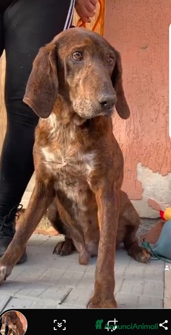 Meticcio cani Carlo Segugio 5anni marroncino bello e buono.SICIL - Annuncio 15