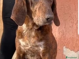 Meticcio cani Carlo Segugio 5anni marroncino bello e buono.SICIL - Annuncio 15