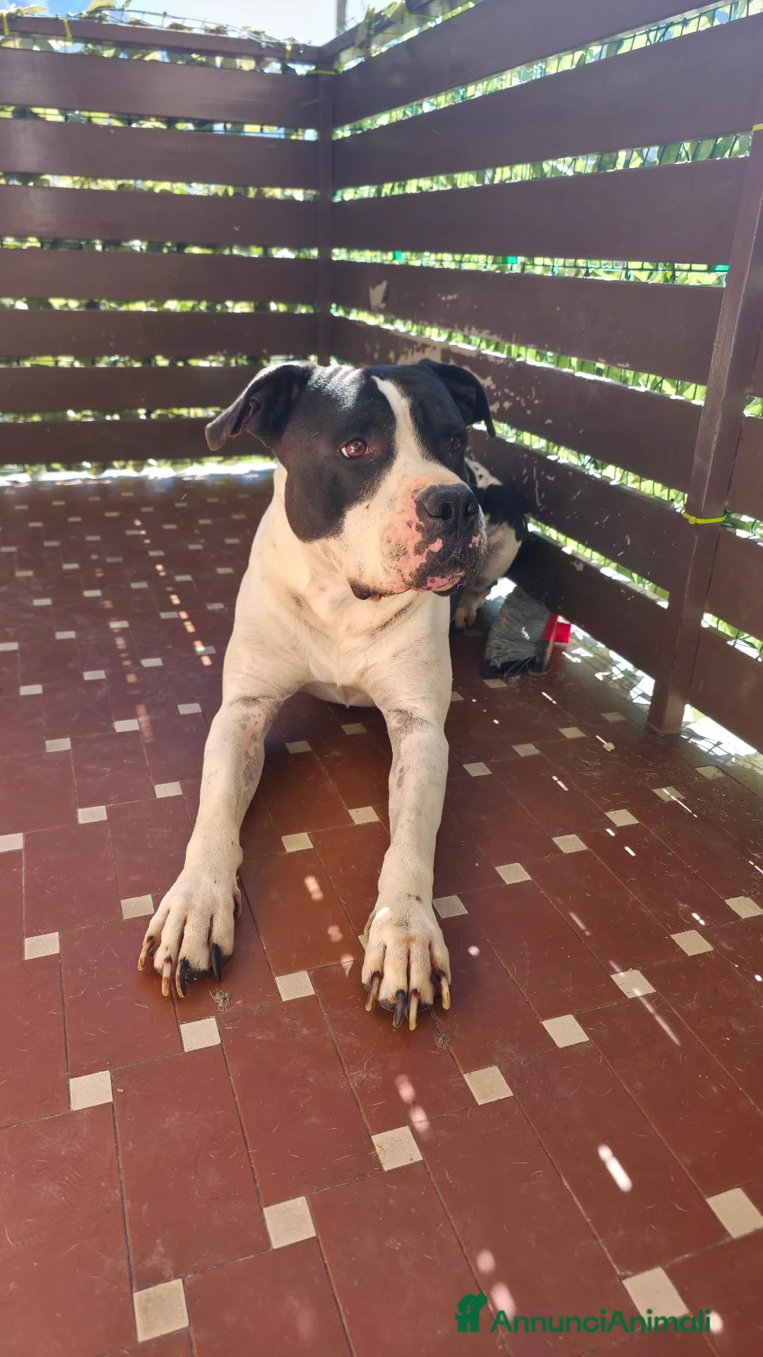 Pitbull cani in regalo: American Pitbull Terrier a Provincia del Verbano-Cusio-Ossola - Annuncio 1