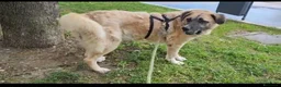 Meticcio cani in regalo: Hulk: gigante buono educato e coccolone  - Annuncio 4