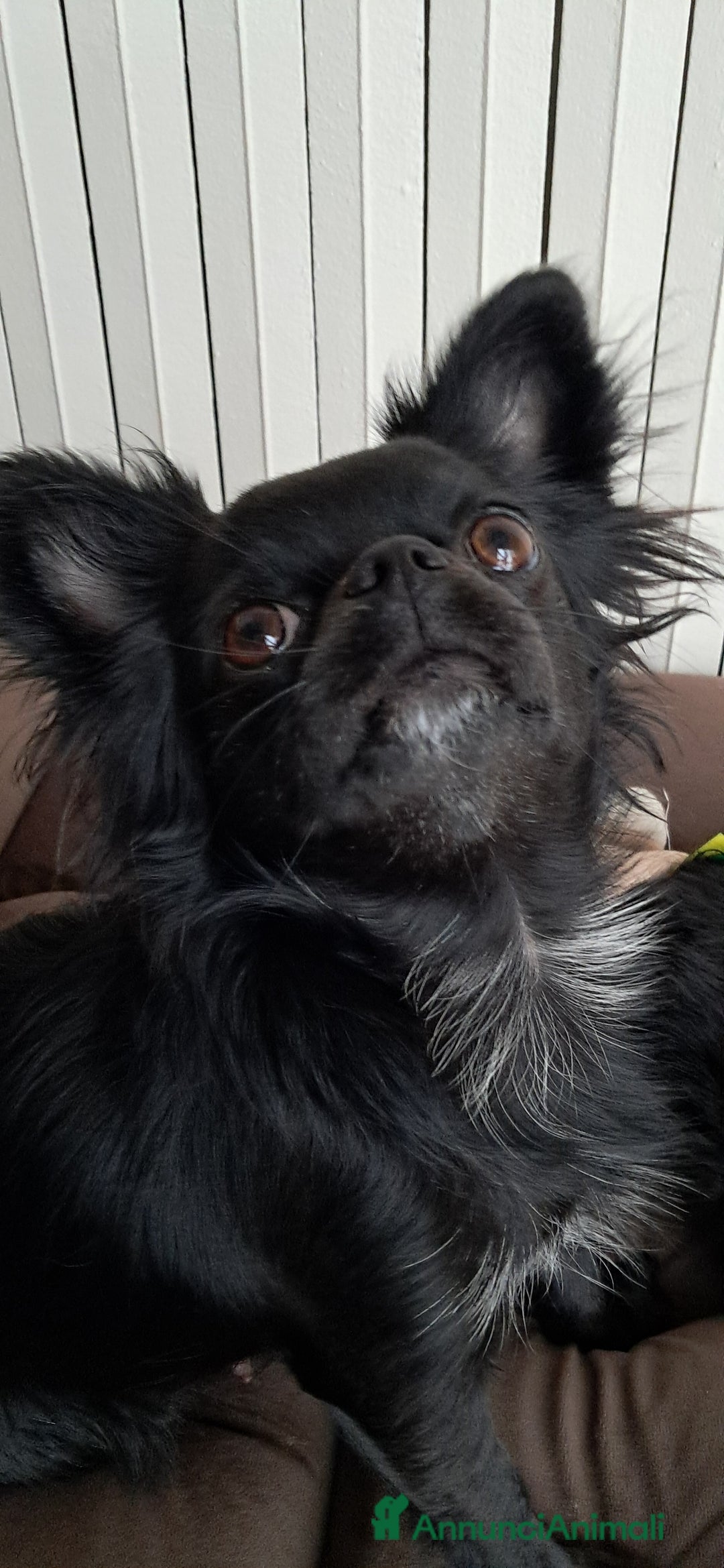 Chihuahua cani in vendita: Cuccioli chihuahua pelo lungo - Annuncio 2