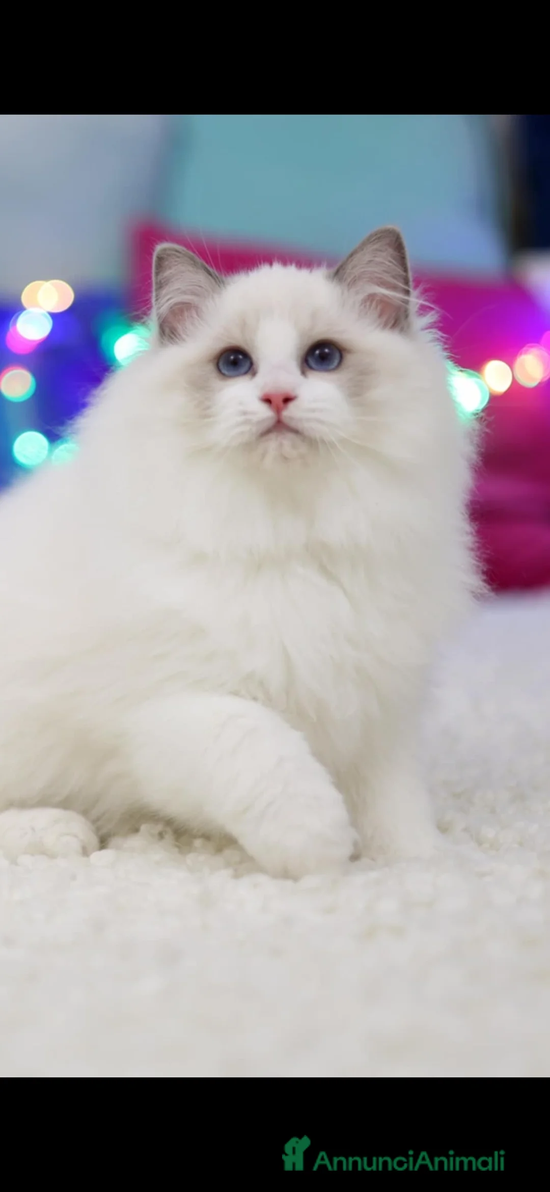 Ragdoll gatti in vendita: Cuccioli di ragdolls altissima genealogia - Annuncio 4