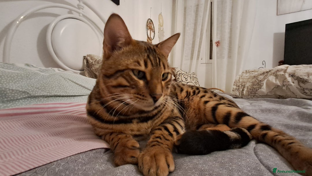 Bengala gatti in vendita: Bengala cucciolo maschio  - Annuncio 3