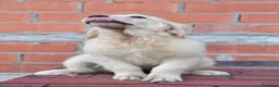 Golden Retriever cani in vendita: Cuccioli Golden Retriever a Provincia di Parma - Annuncio 13