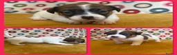 Jack Russell cani in vendita: Cuccioli Jack Russell  Pelo Liscio con Pedigree - Annuncio 2