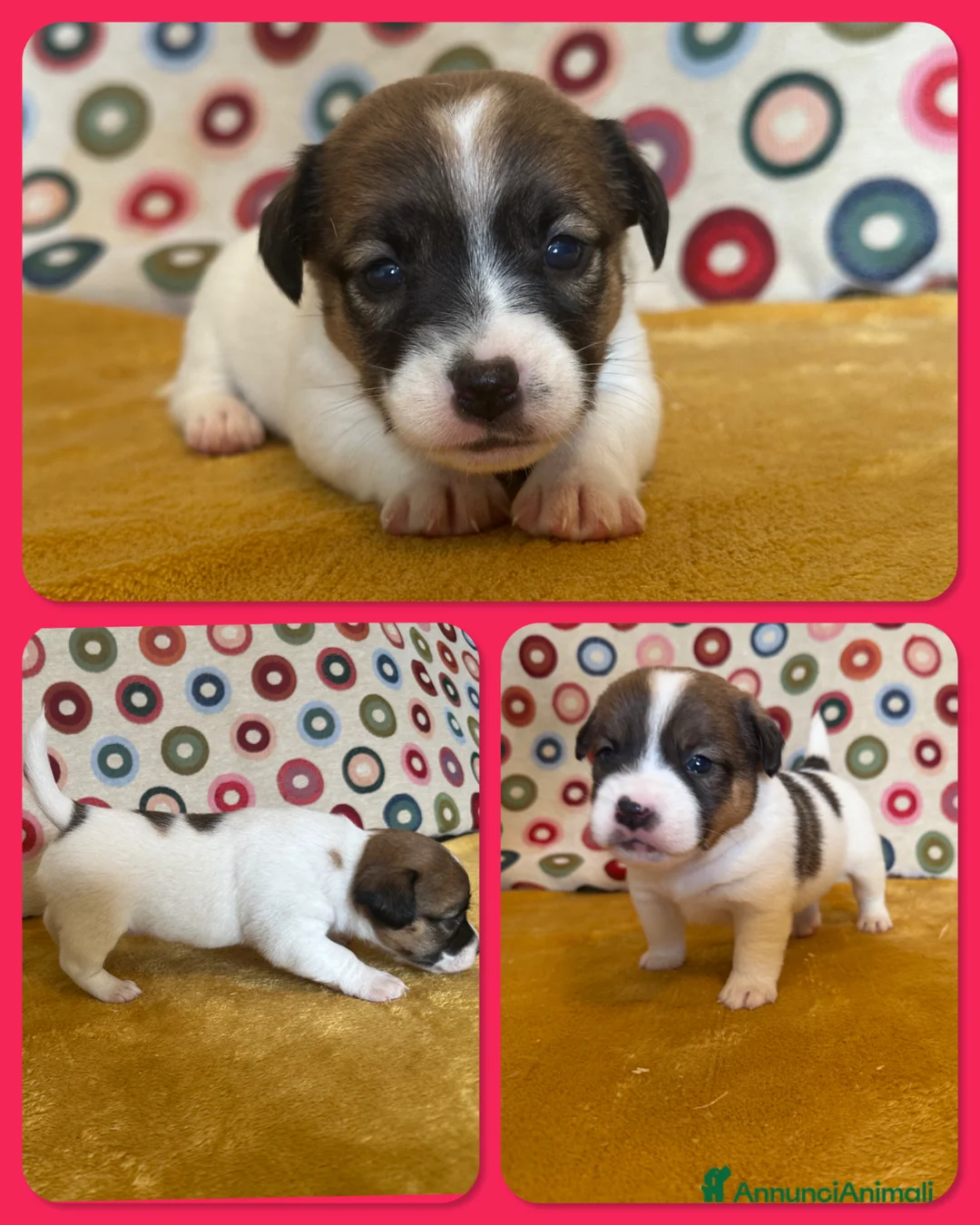 Jack Russell cani in vendita: Cuccioli Jack Russell  Pelo Liscio con Pedigree - Annuncio 2