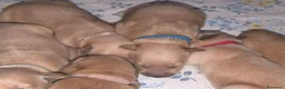 Golden Retriever cani in vendita: Cuccioli di Golden retriever con pedigree ENCI  - Annuncio 25