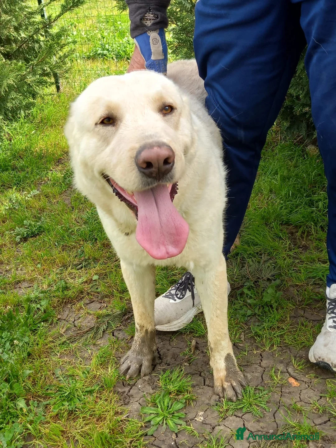 Pastore Asia Centrale cani in regalo: Rocco splendido pastore dell’Asia Centrale - Annuncio 6