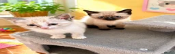 Siamese gatti in vendita: Gattini siamesi seal e tabby point  - Annuncio 2