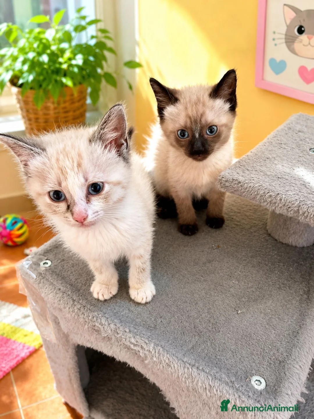 Siamese gatti in vendita: Gattini siamesi seal e tabby point  - Annuncio 2