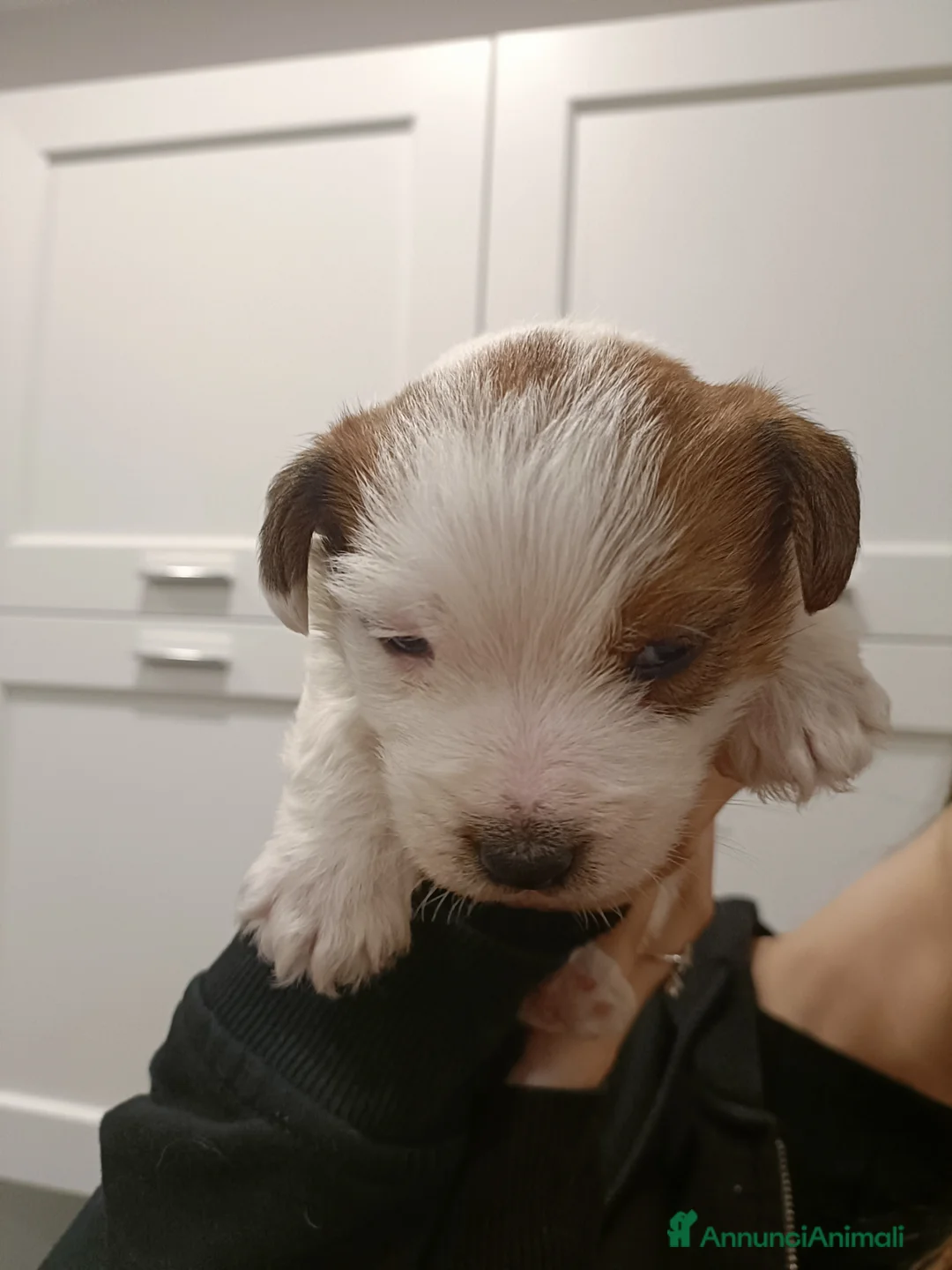 Jack Russell cani in vendita: Jack Russell da esposizione  - Annuncio 6