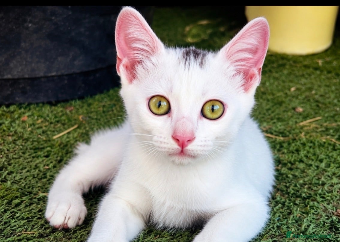 Europeo gatti Gattina bianca 3 mesi - Annuncio 21