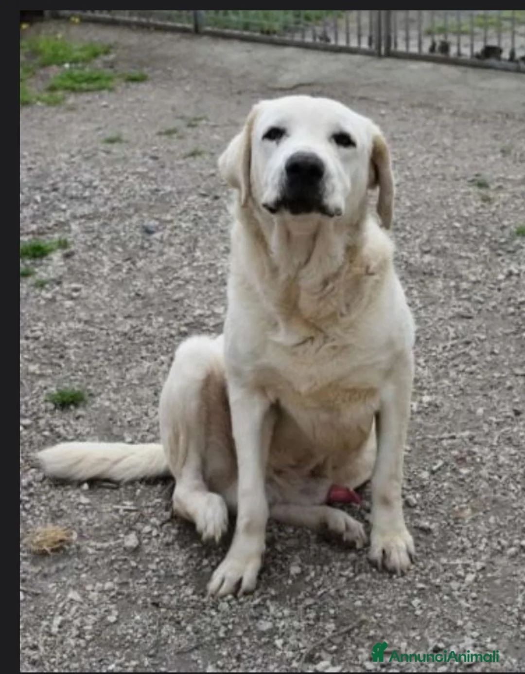 Labrador cani in regalo: Labrador puro adulto finito in canile.NAPOLI SOS a Città metropolitana di Milano - Annuncio 1