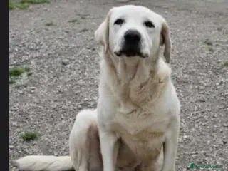 Labrador cani Labrador puro adulto finito in canile.NAPOLI SOS a Città metropolitana di Milano - Annuncio 5