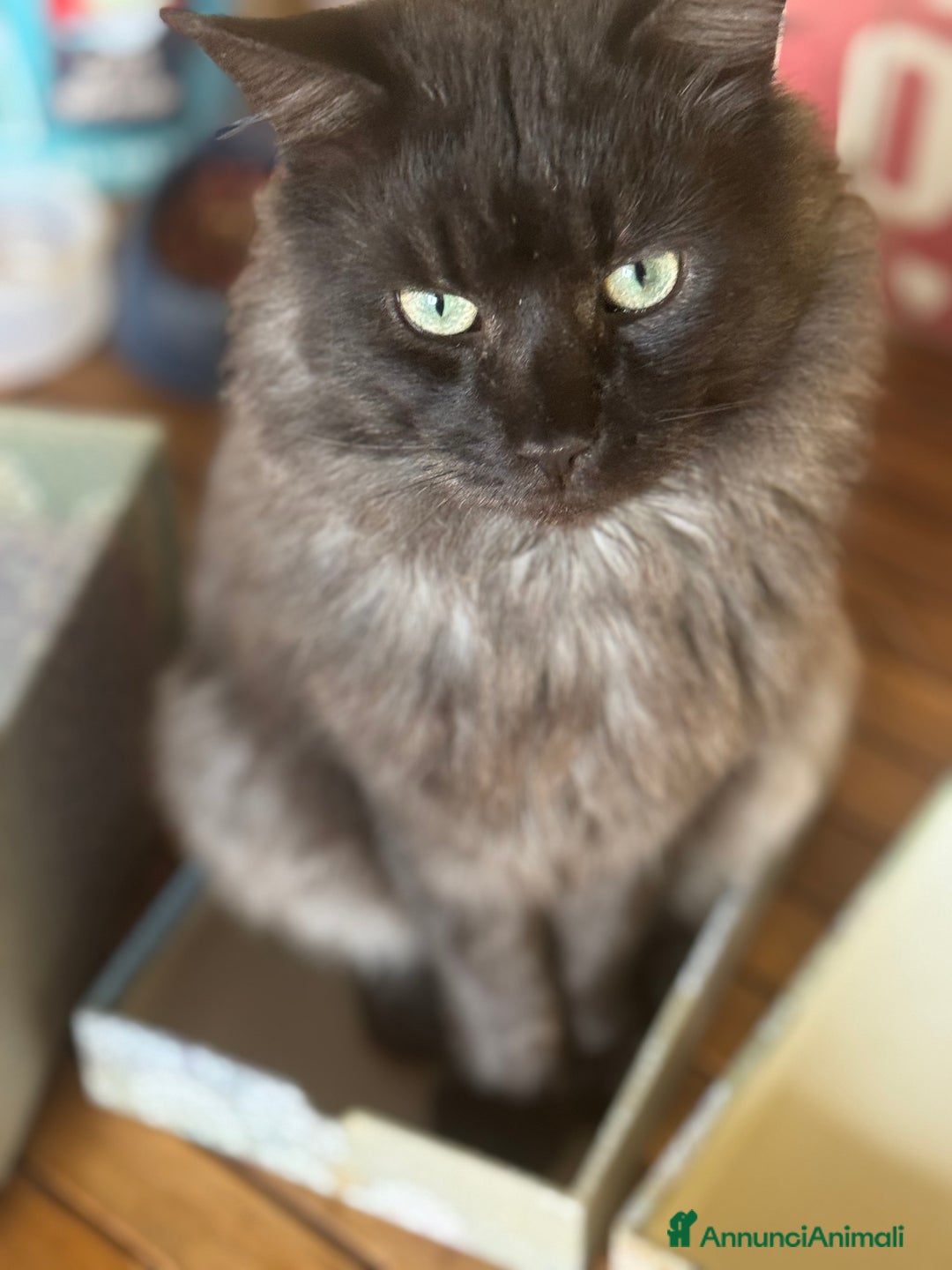 Maine Coon gatti per accoppiamento: Stallone Black smoke Maine Coon Per accopiamento a Provincia di Brescia - Annuncio 11