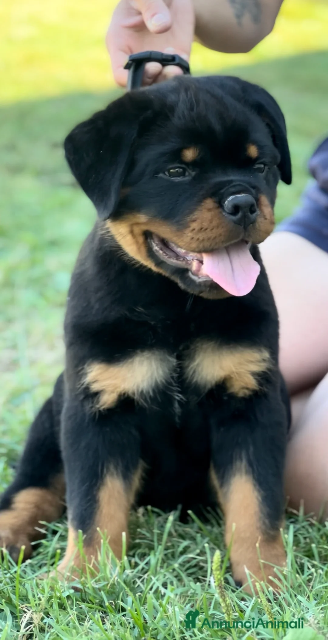 Immagine della galleria {{count}}