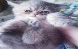 Exotic Shorthair gatti in vendita: Maschio exotic a Province of Pisa - Immagine 1