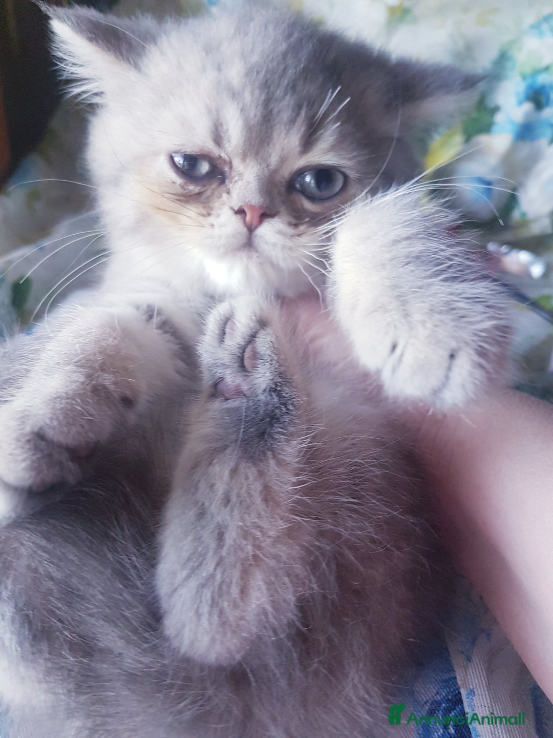 Exotic Shorthair gatti in vendita: Maschio exotic a Province of Pisa - Immagine 1