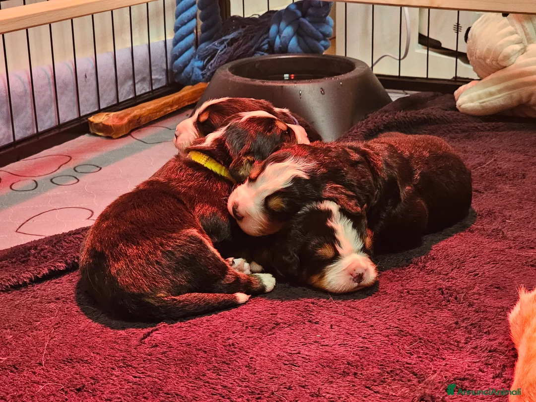 Bovaro del Bernese cani in vendita: Bovaro del bernese cuccioli pedigree Enci - Annuncio 3