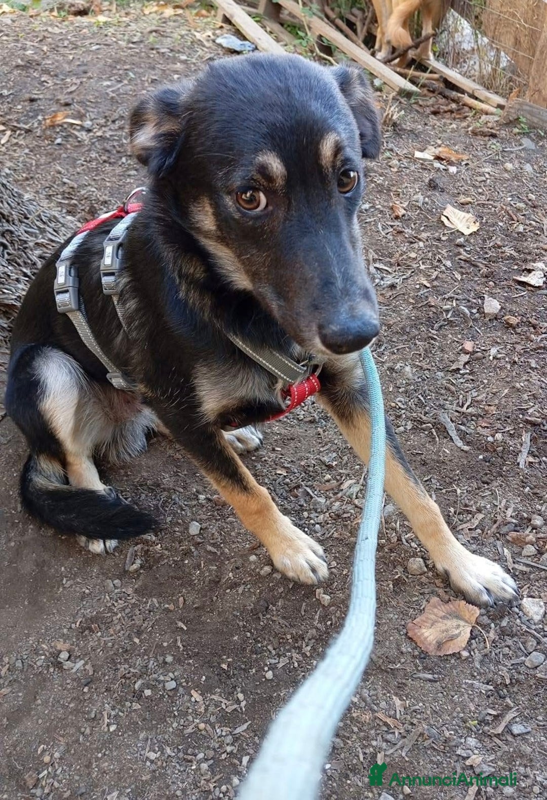 Meticcio cani in regalo: Salviamo Freddy dal canile cucciolo 5 di tg media - Annuncio 5