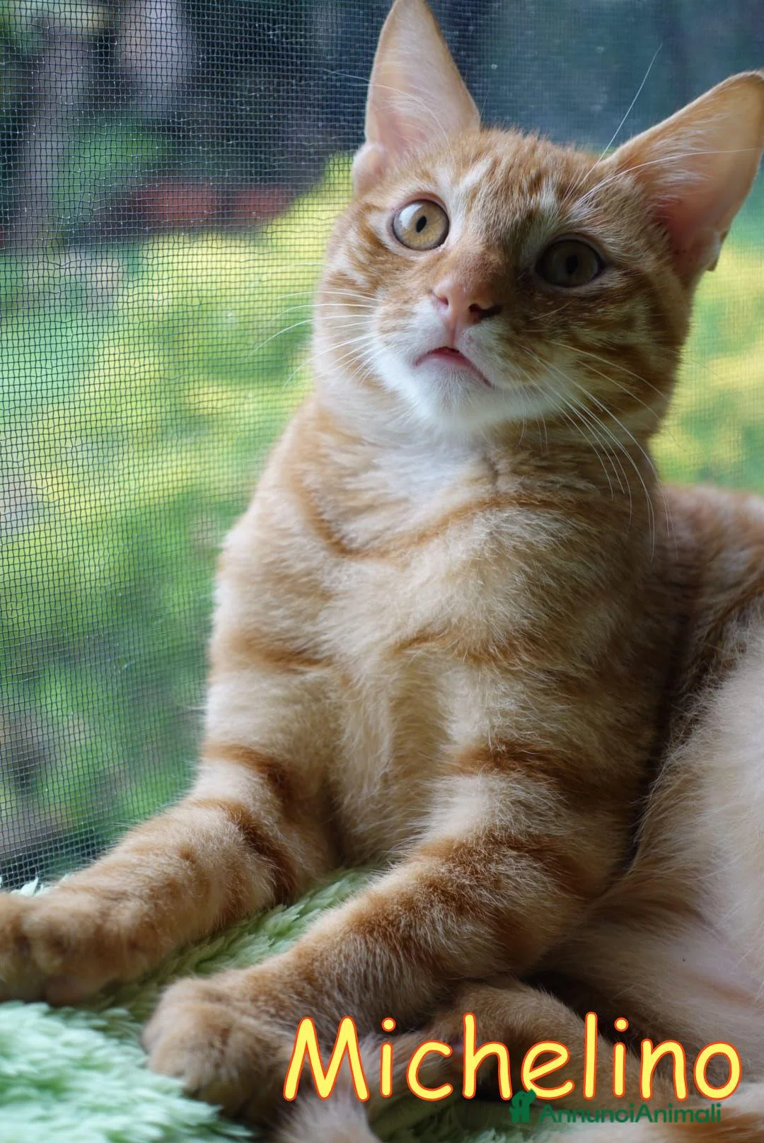 Europeo gatti in regalo: MICHELINO DOLCISSIMO GATTINO TABBY🆘 - Annuncio 4