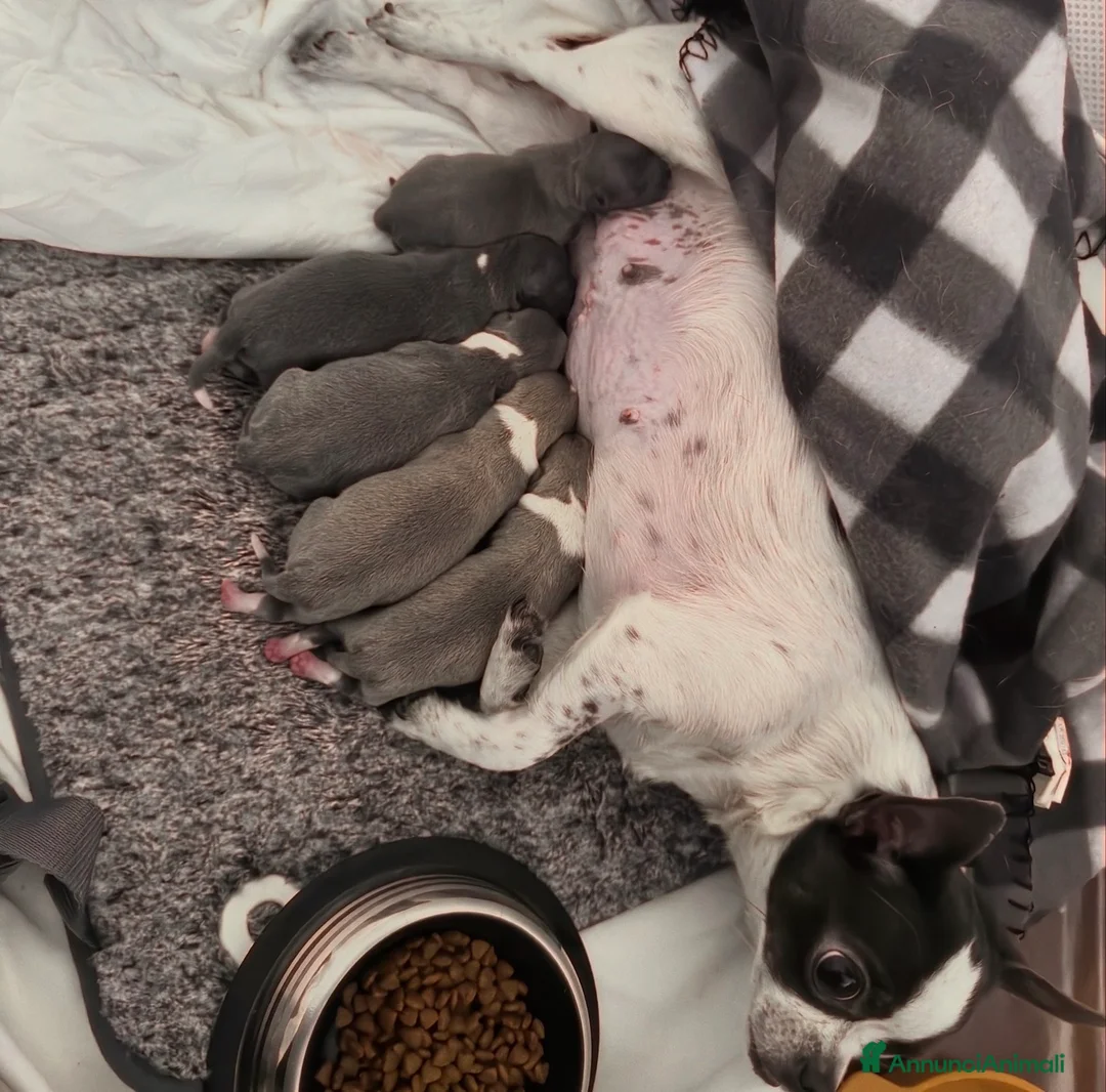 Chihuahua cani in vendita: Cuccioli di chihuahua  - Annuncio 1