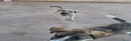 Pastore Asia Centrale cani in regalo: Cuccioli maschi Pastore Asia Centrale a Provincia di Lecce - Annuncio 1