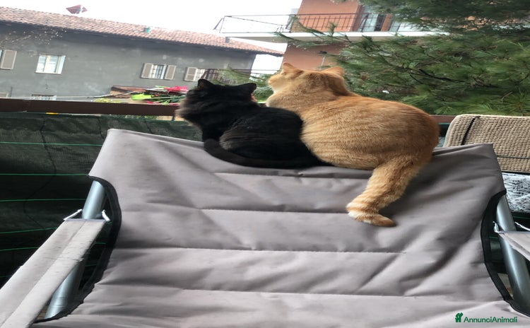 Altre razze gatti Garfield e lilith - Annuncio 15