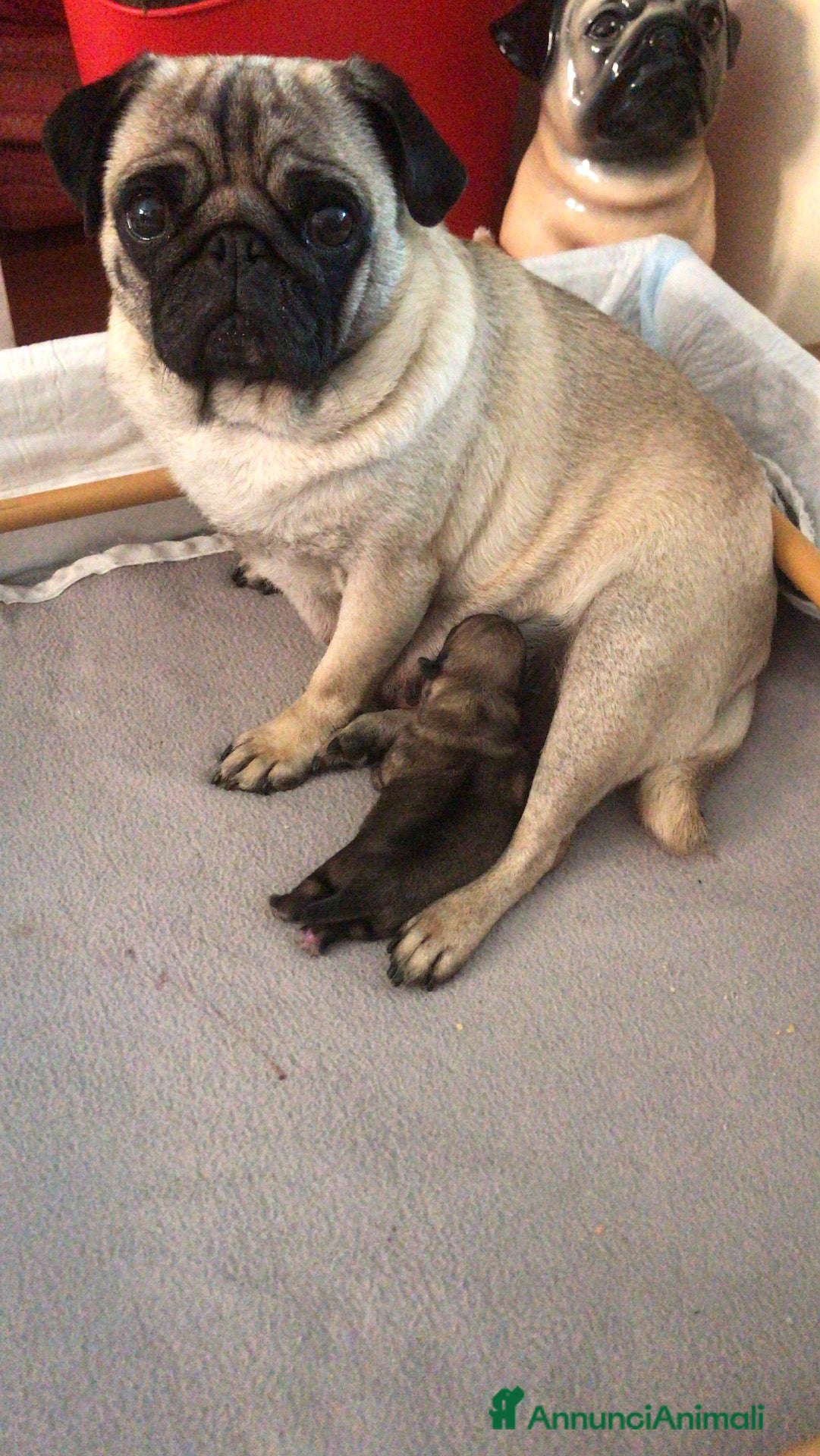 Carlino cani in vendita: Carlini maschi - Annuncio 33