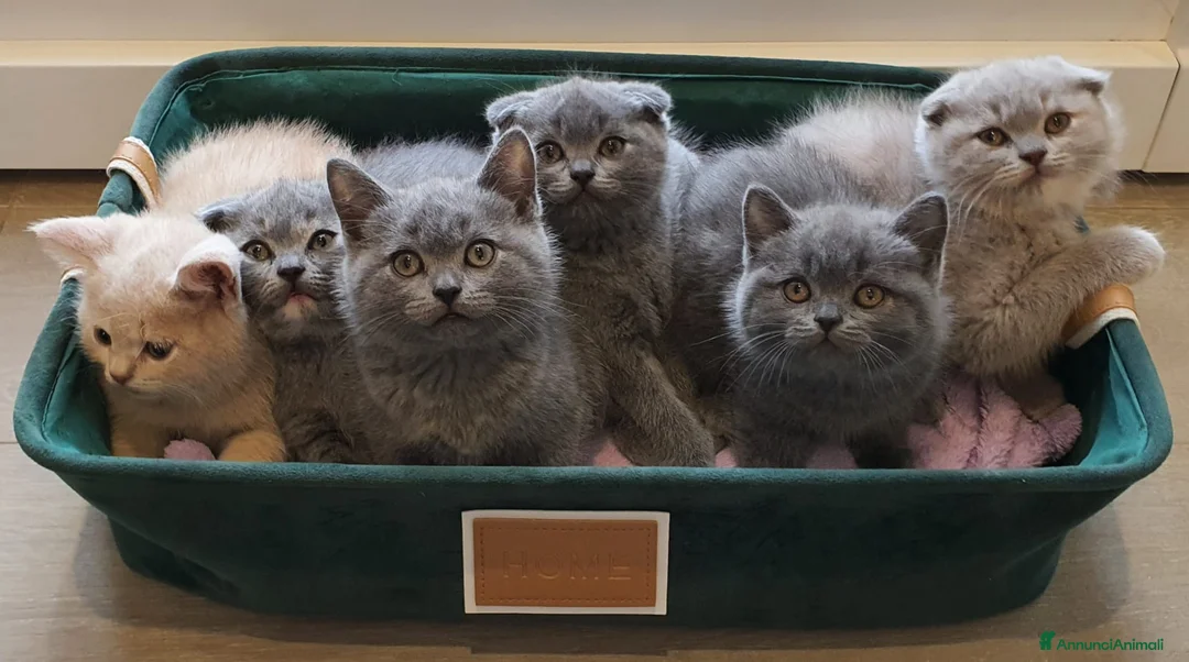 British gatti in vendita: Prenotasi cuccioli di gatto British short hair - Annuncio 7