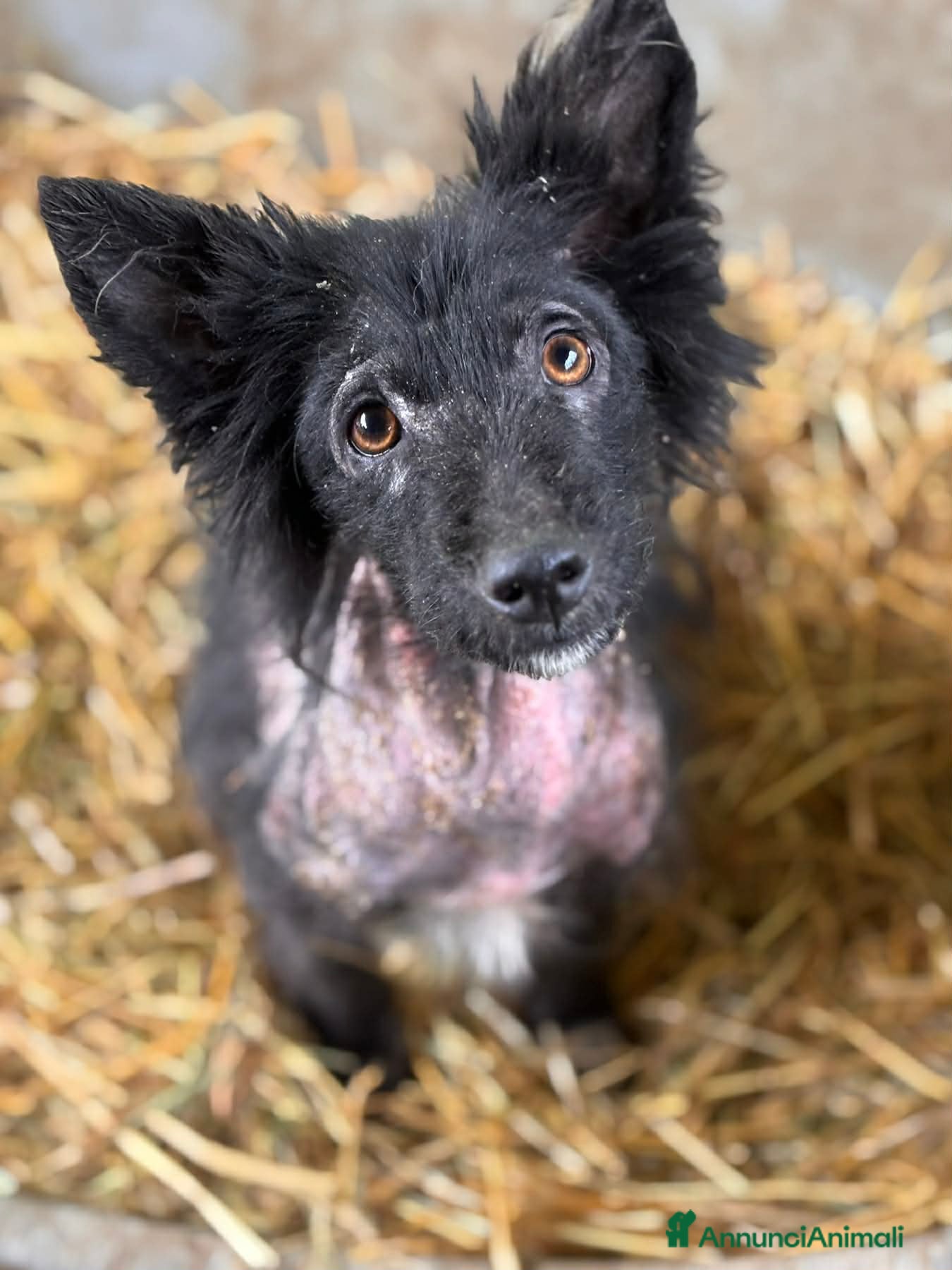 Meticcio cani AKAR, cucciolo tenerissimo cerca aiuto! - Annuncio 2