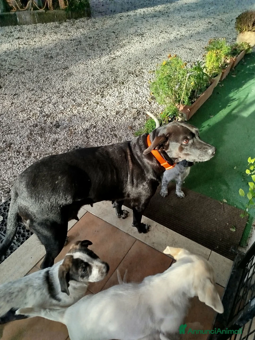 Meticcio cani in regalo: Cuccioli - Annuncio 4